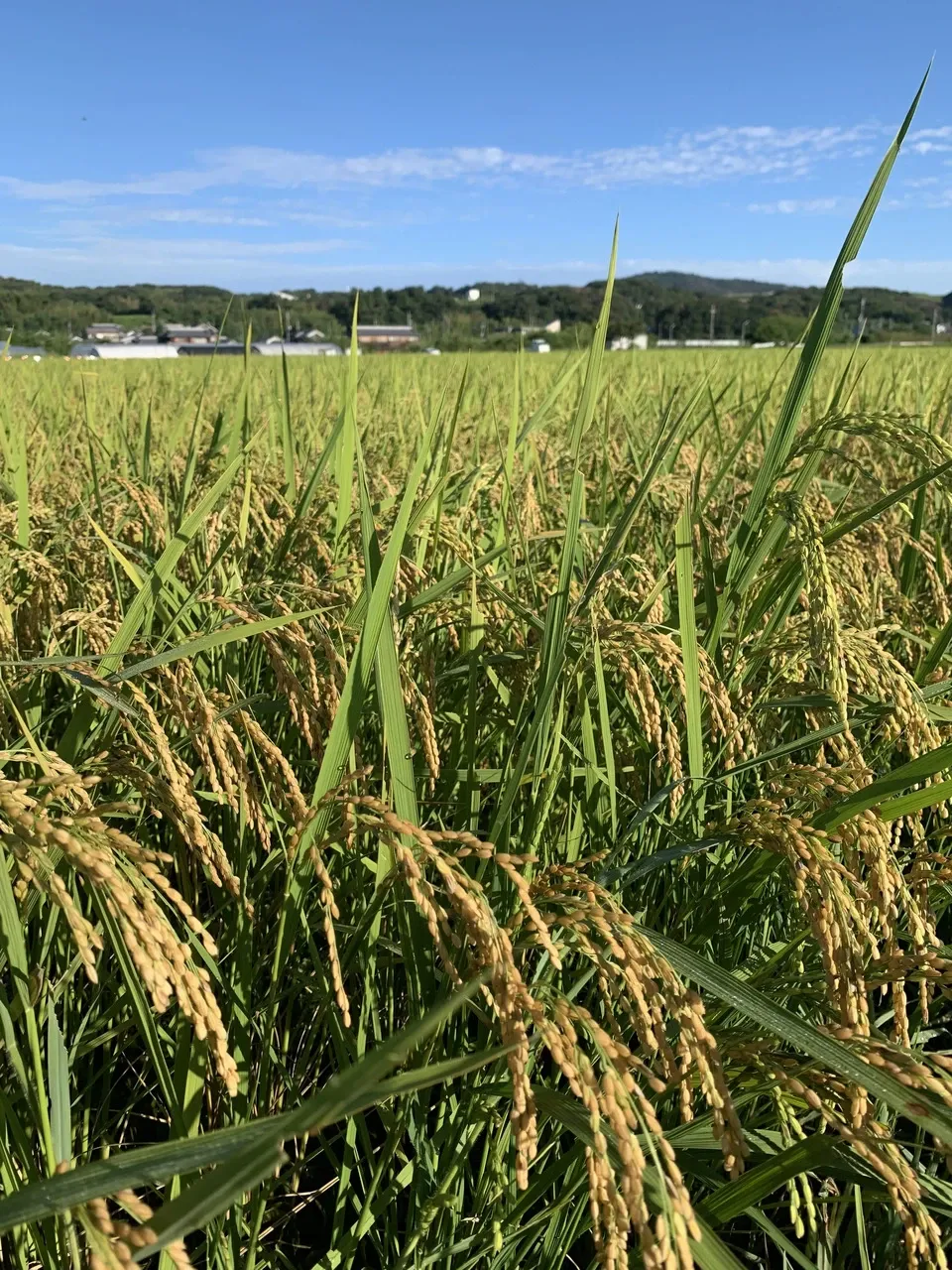 いせひかり】令和7年度 無農薬無肥料の自然栽培米です。 農業！たいこ