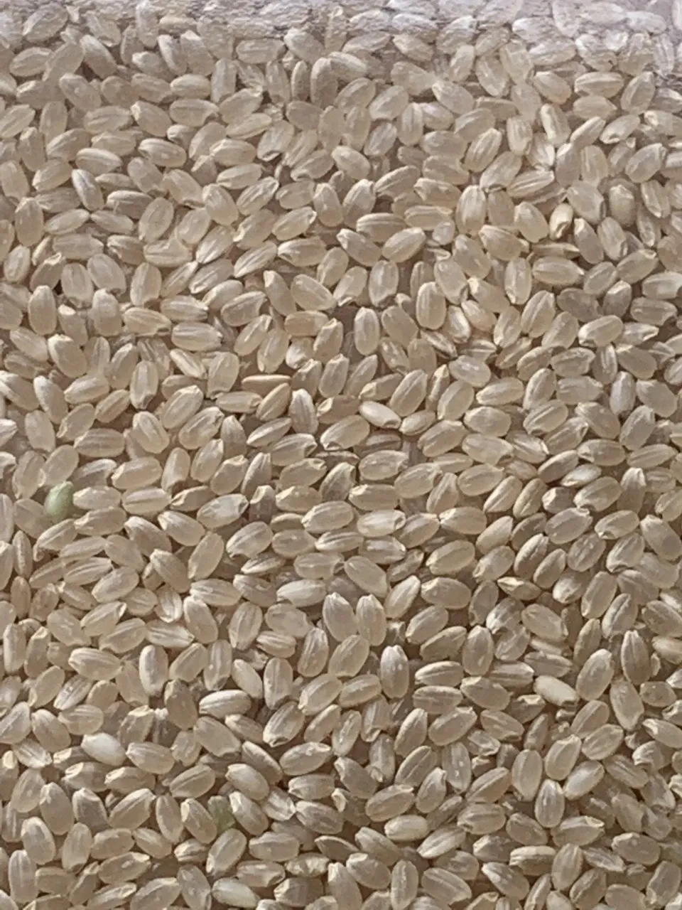 いせひかり】令和7年度 無農薬無肥料の自然栽培米です。 農業！たいこ