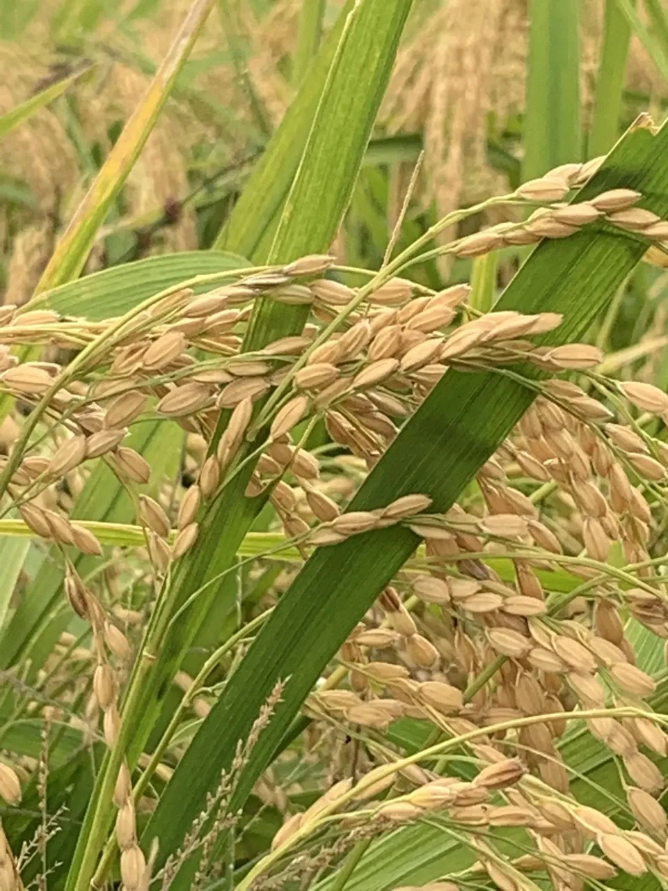 ヒノヒカリ】令和6年度産 新米 無農薬無肥料の自然栽培米 兵庫県