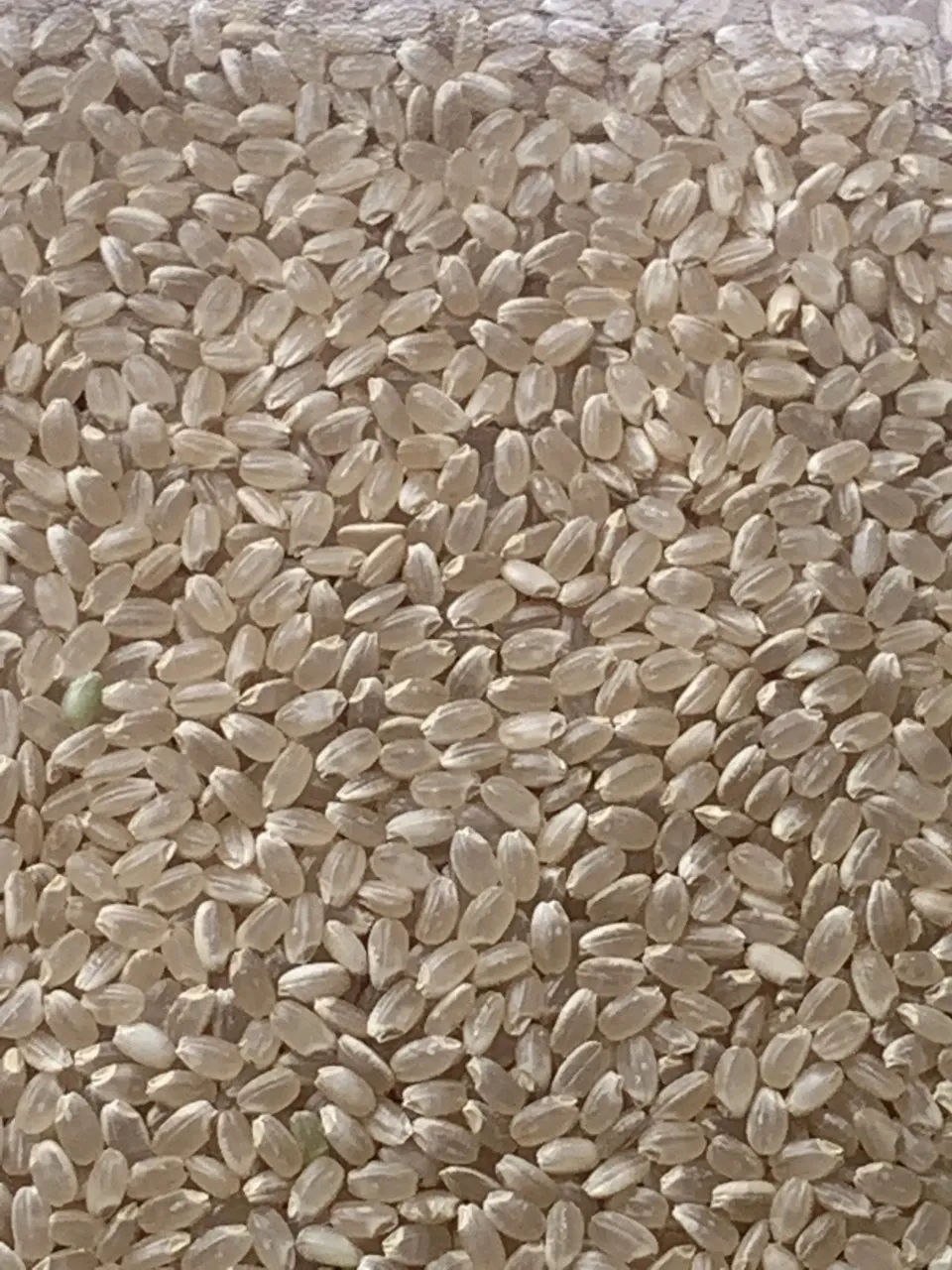 ヒノヒカリ】令和6年度産 新米 無農薬無肥料の自然栽培米 兵庫県