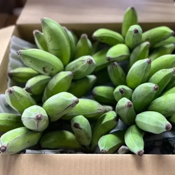 無農薬】2025☆沖縄県産 自然栽培アップルバナナ OCA Cacao