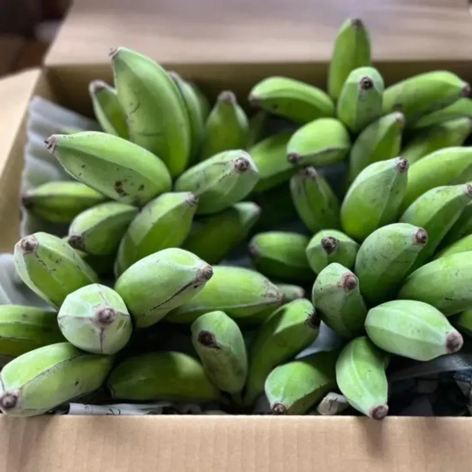 沖縄産バナナ 沖縄産🍌島バナナ🍌 | 果物/バナナ 産直アウル 農家から直接野菜