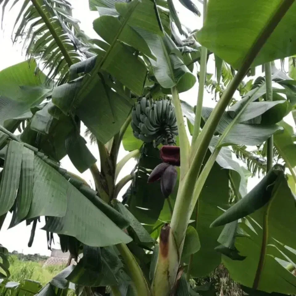 無農薬】2025☆沖縄県産 自然栽培アップルバナナ OCA Cacao