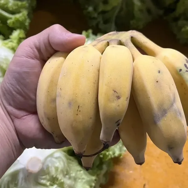 無農薬】2026☆沖縄県産 自然栽培アップルバナナ OCA Cacao