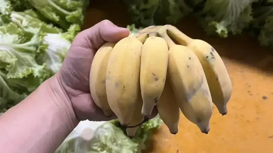 無農薬】2026☆沖縄県産 自然栽培アップルバナナ OCA Cacao