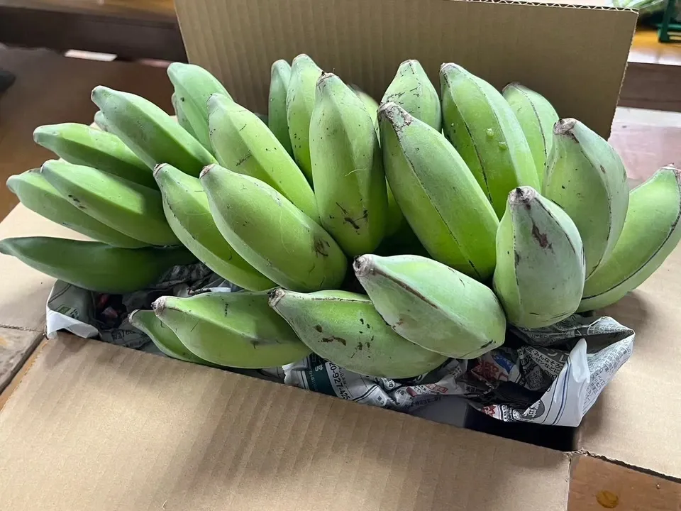 無農薬】2025☆沖縄県産 自然栽培アップルバナナ OCA Cacao