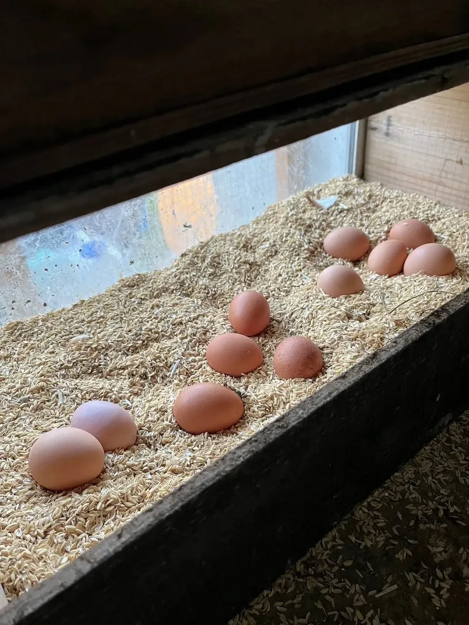 青森・津軽の平飼い卵「りんごのたまご」りんごの発酵飼料で育てた自然