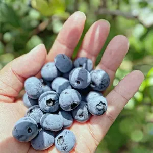 2026年産予約】完熟で風味豊か！冷凍ブルーベリー400g×3p【栽培期間中