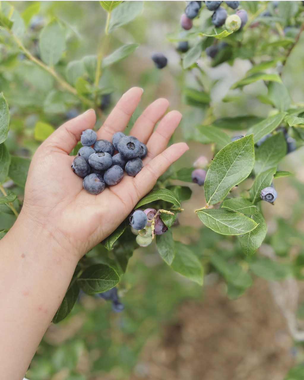 維吹様グレープ4ブルーベリー2 12月発送 維吹様グレープ4ブルーベリー2 12月発送 完売】【ブルーベリー】【2本