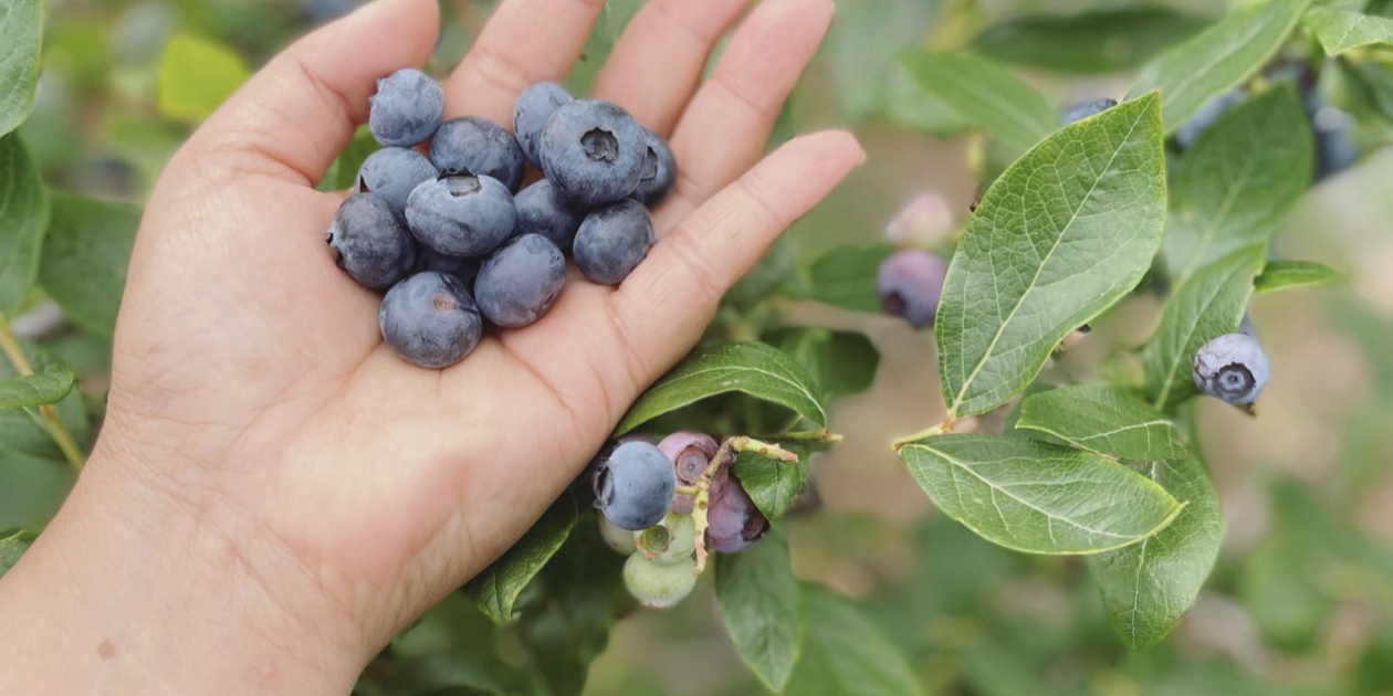 2025年産完熟で風味豊か！無選別冷凍ブルーベリー400g×3p【栽培期間中