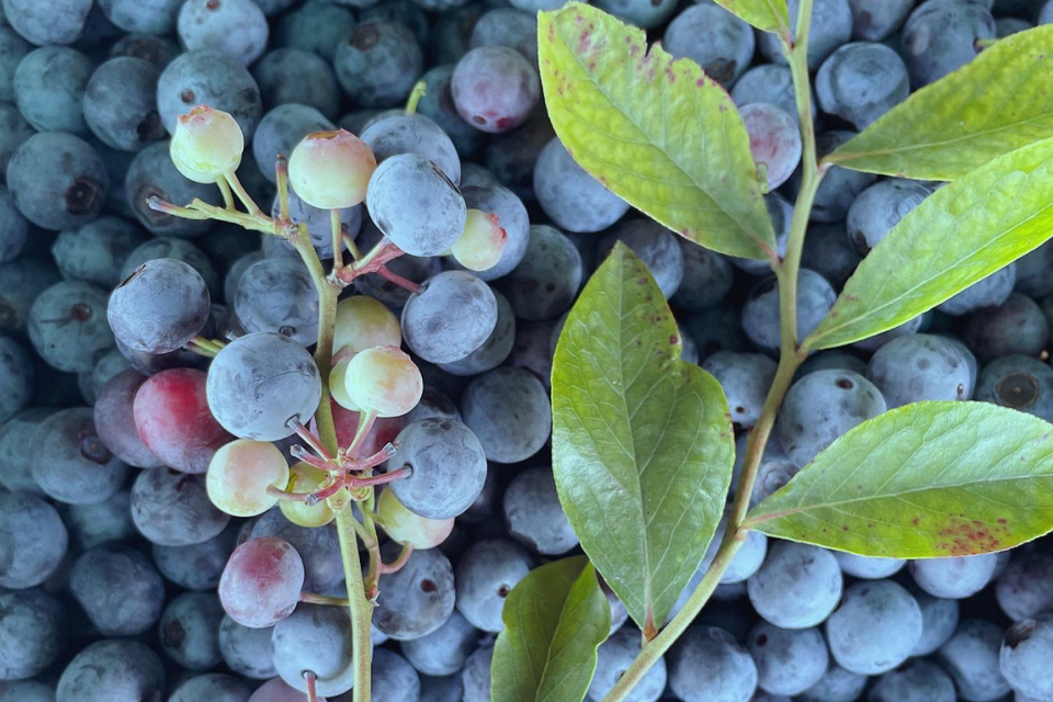 2025年産完熟で風味豊か！無選別冷凍ブルーベリー400g×3p【栽培期間中