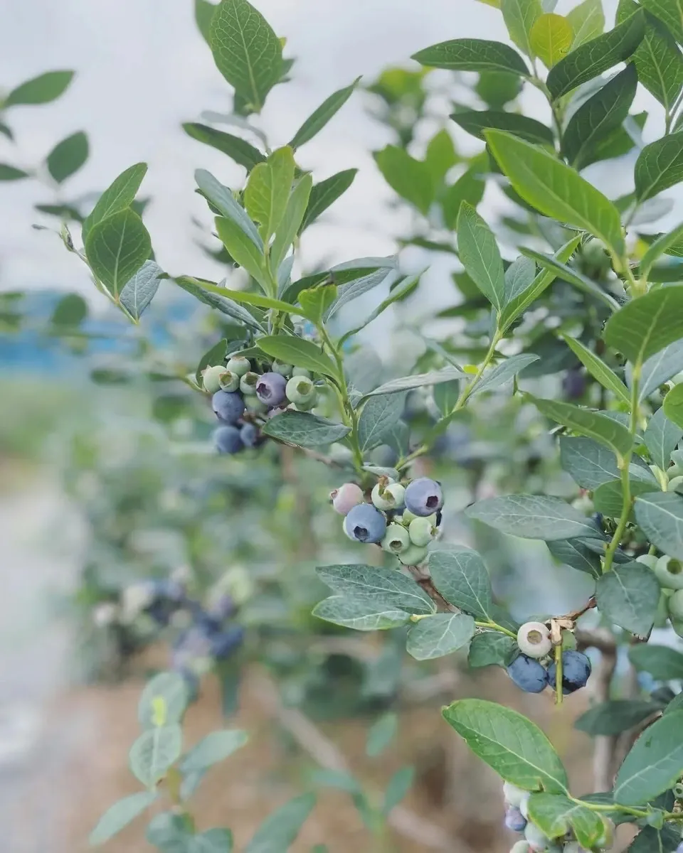 2025年産・完熟で風味豊か！冷凍ブルーベリー400g×3p【栽培期間中農薬