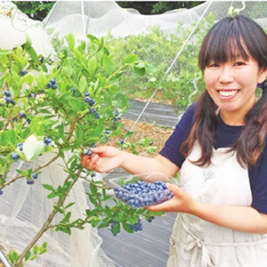 栽培期間中、農薬、不使用、ブルーベリー3キログラム、朝摘み午後 予約商品】朝摘みブルーベリー(栽培期間中農薬・化学肥料不使用