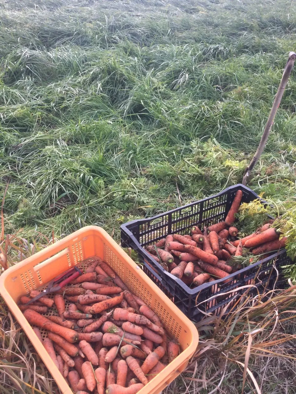 冬季限定、自然農法・自然栽培、お野菜セット。鹿児島県湧水町産