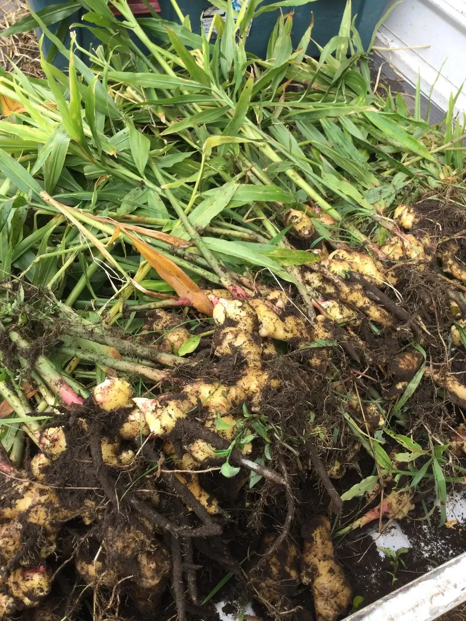 冬季限定、自然農法・自然栽培、お野菜セット。鹿児島県湧水町産