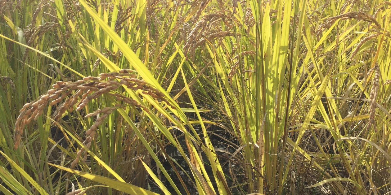 令和7年度産 自然栽培 無肥料栽培 天日干し もち米（さつまゆきもち