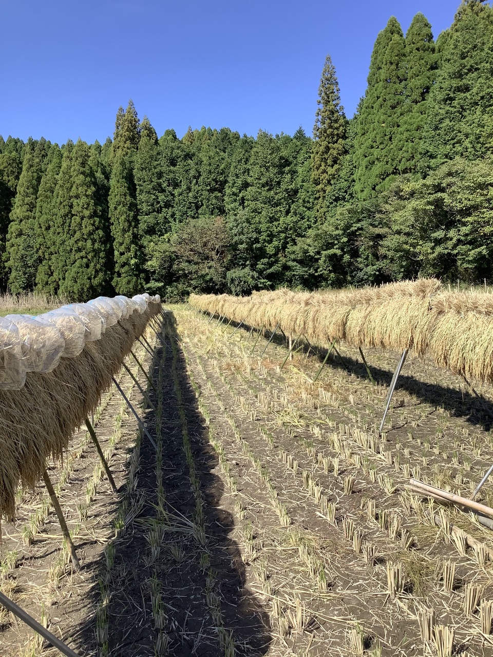 令和7年度産 自然栽培 無肥料栽培 天日干し もち米(さつまゆきもち)無色選別