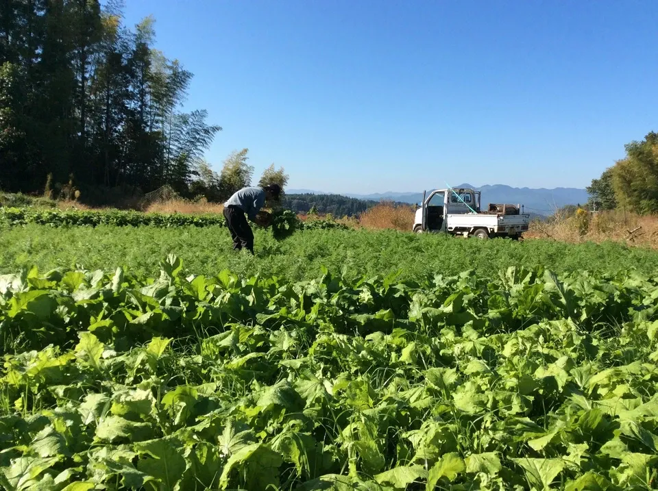 冬季限定、自然農法・自然栽培、お野菜セット。鹿児島県湧水町産