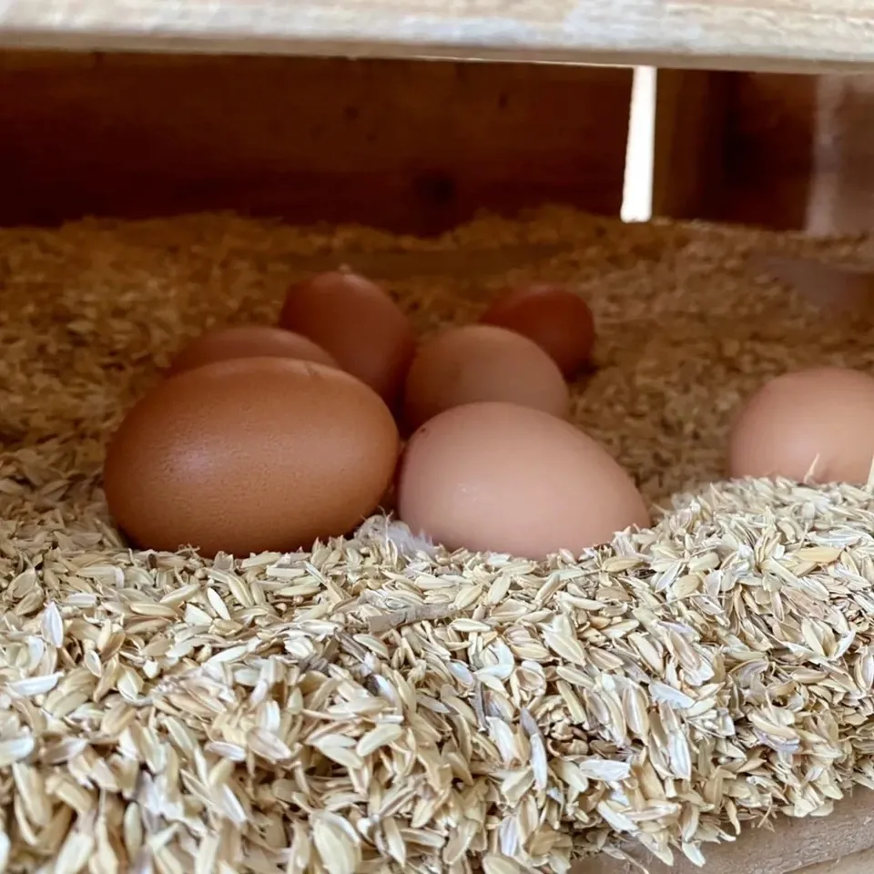 純国産鶏もみじの放し飼いプレミアムたまご
