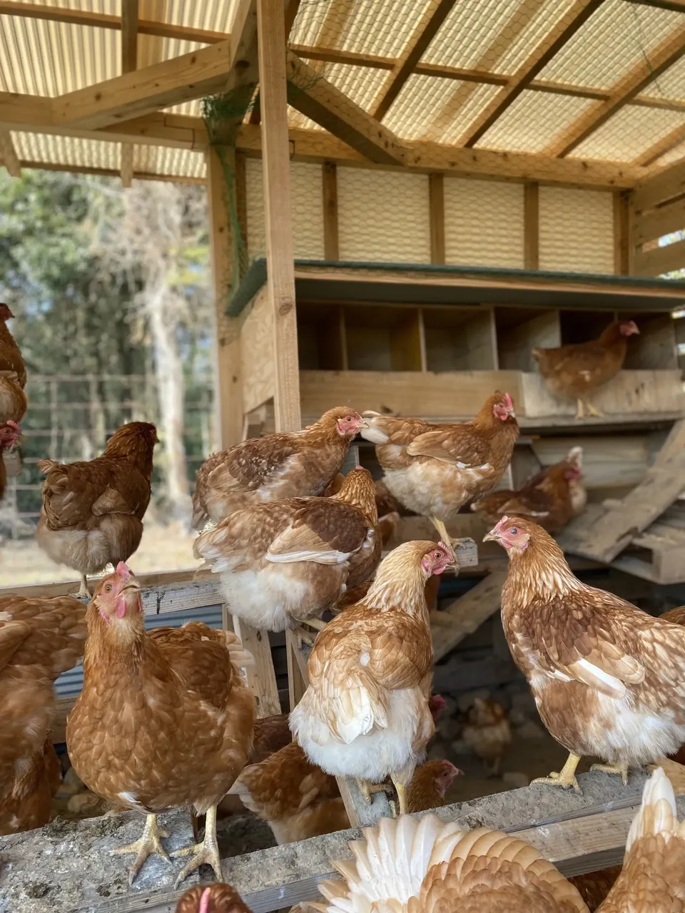 純国産鶏もみじの放し飼いプレミアムたまご