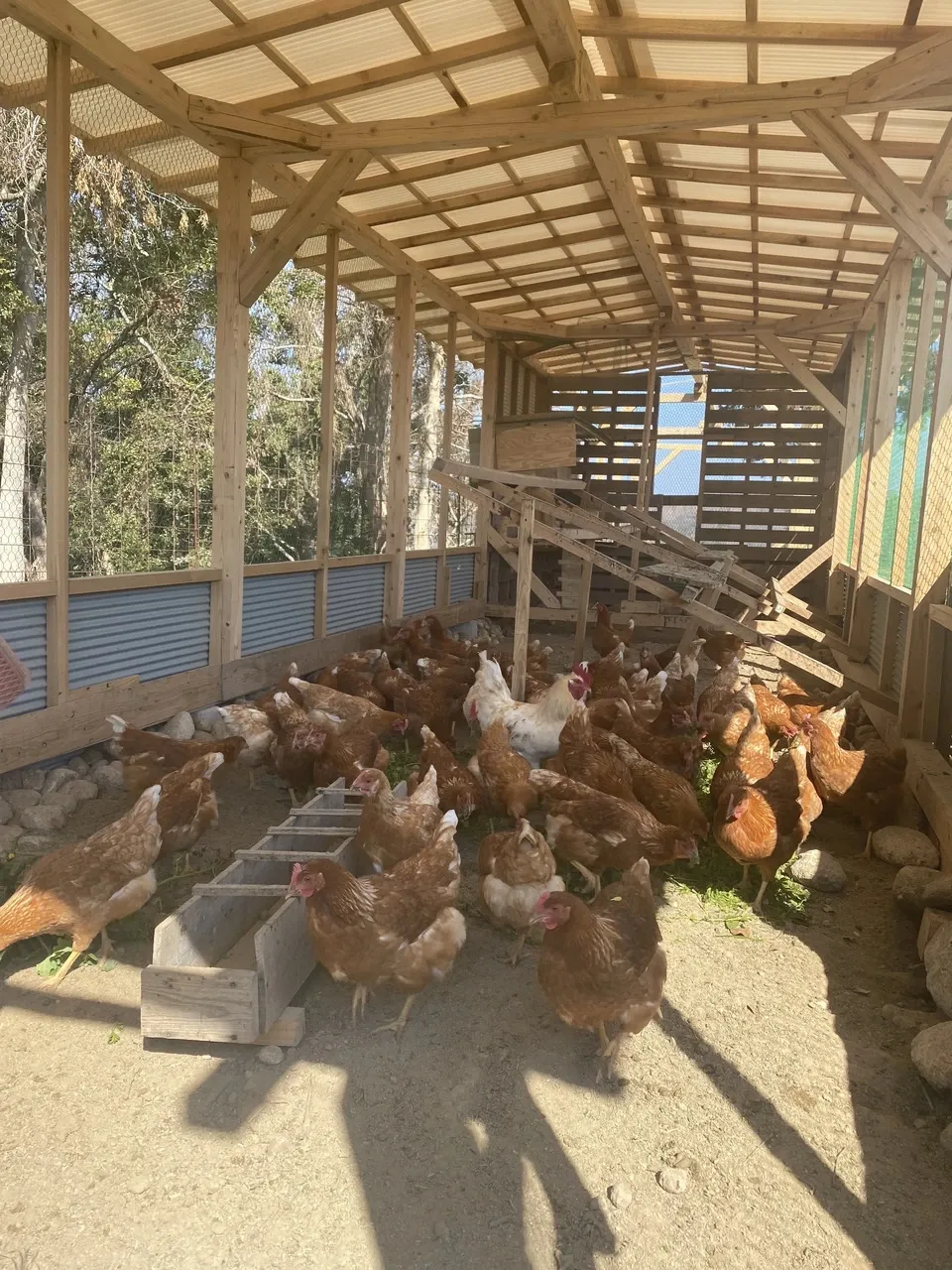 純国産鶏もみじの放し飼いプレミアムたまご