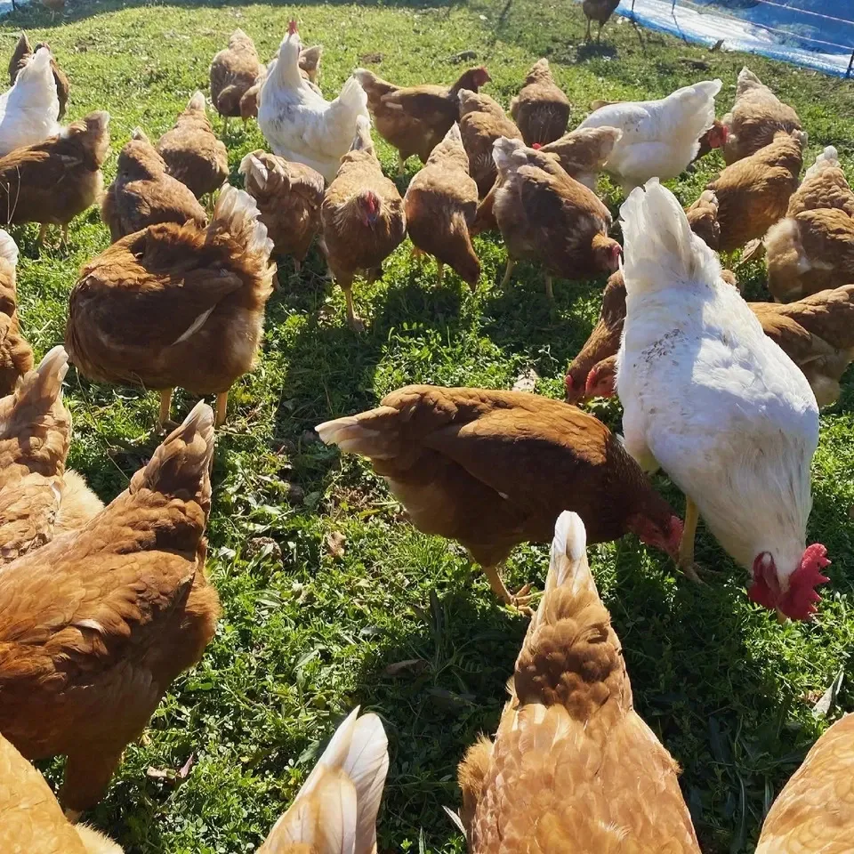 純国産鶏もみじの放し飼いプレミアムたまご