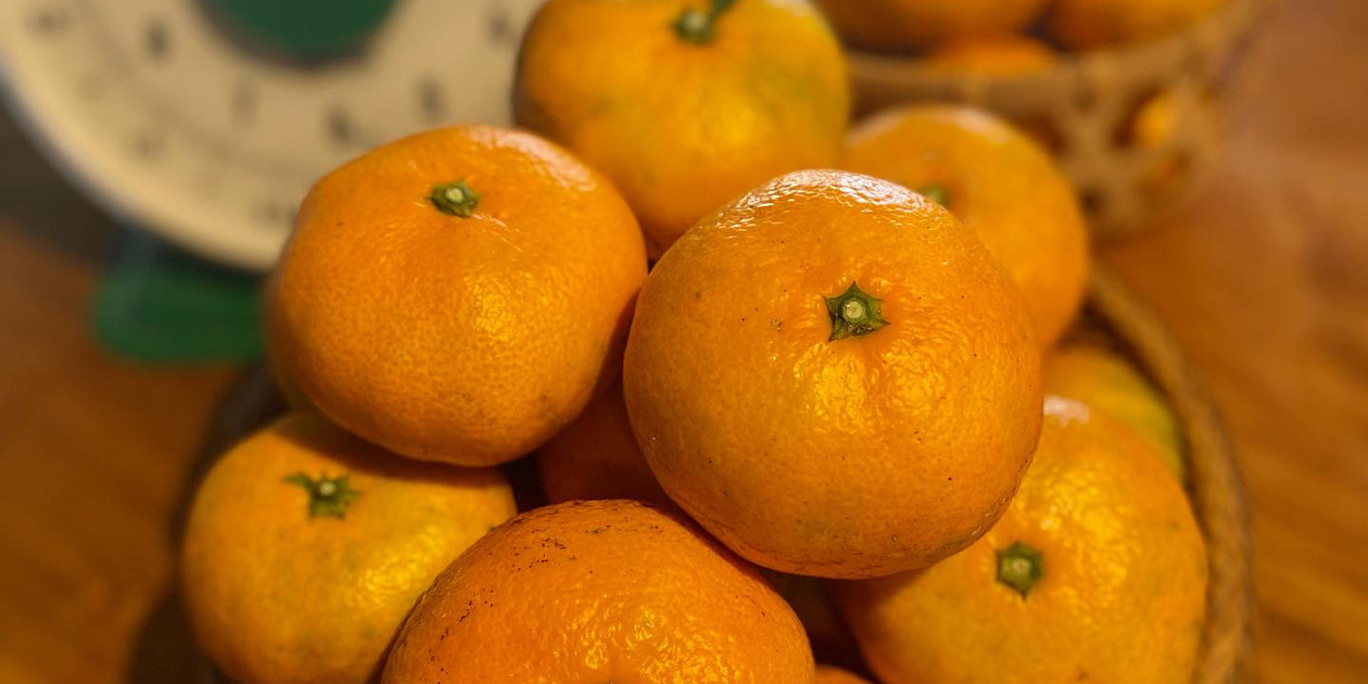 農薬不使用！青島みかん 鬼印農園 (大分県産) 無添加食品 無農薬野菜の