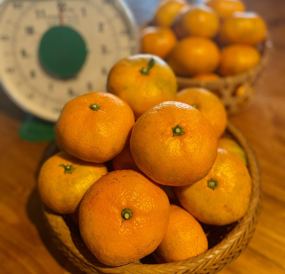 農薬不使用!青島みかん