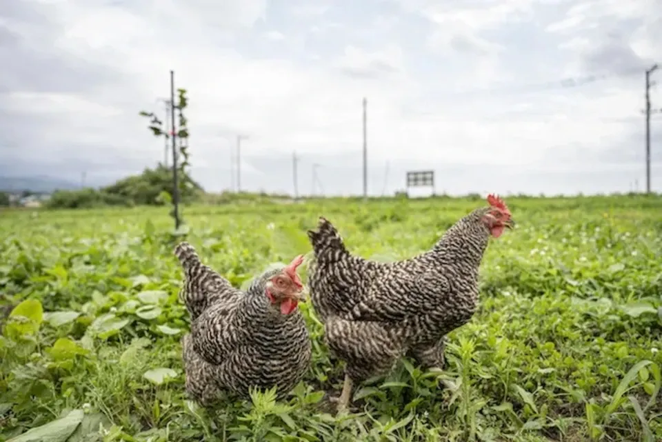 優秀賞を受賞した 北海道の純国産鶏平飼い自然卵「おのたま」 小野養鶏