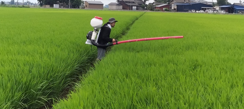【7年産】数検定在庫処分価格＜新潟産コシヒカリ伊助＞（選択精米　玄米/白米/分づき米）2015年より連続残留農薬検出ゼロ