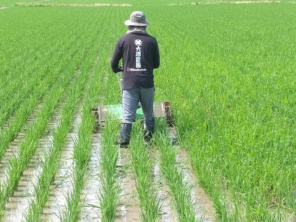【7年産】数検定在庫処分価格＜新潟産コシヒカリ伊助＞（選択精米　玄米/白米/分づき米）2015年より連続残留農薬検出ゼロ