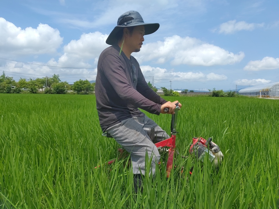 【7年産】数検定在庫処分価格＜新潟産コシヒカリ伊助＞（選択精米　玄米/白米/分づき米）2015年より連続残留農薬検出ゼロ