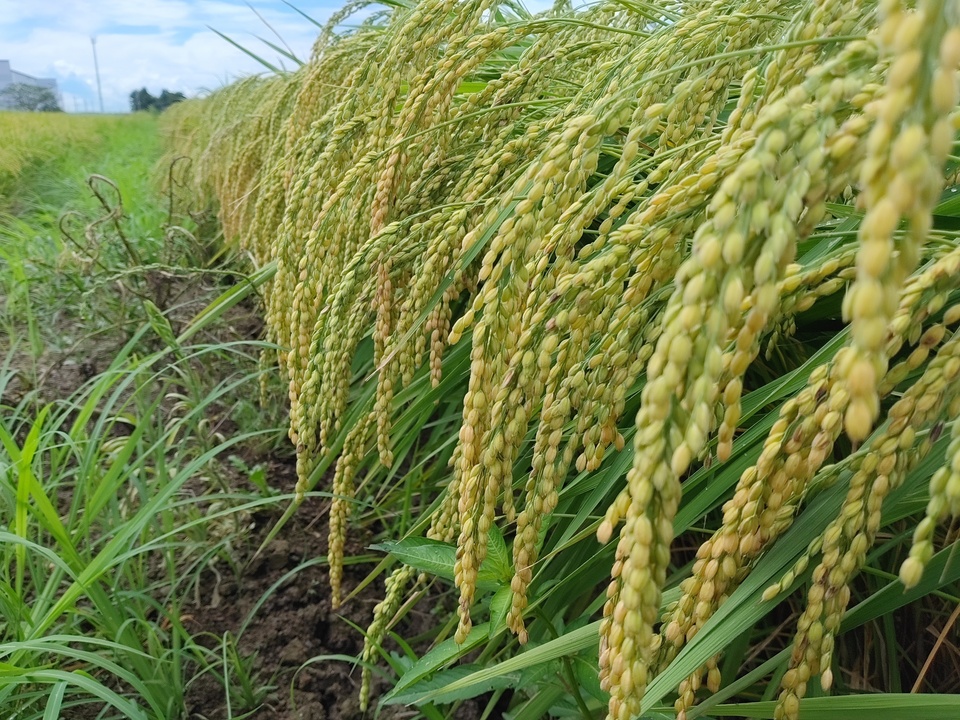【7年産】数検定在庫処分価格＜新潟産コシヒカリ伊助＞（選択精米　玄米/白米/分づき米）2015年より連続残留農薬検出ゼロ