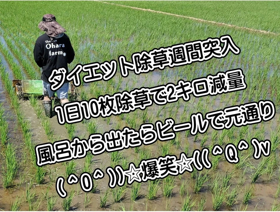 【【新米予約】令和8年新潟産ミルキークイン(2023年より残留農薬ゼロ継続中)