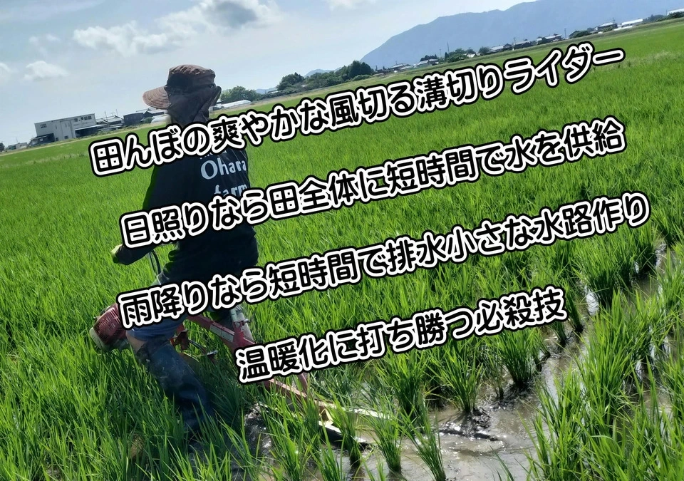 【【新米予約】令和8年新潟産ミルキークイン(2023年より残留農薬ゼロ継続中)