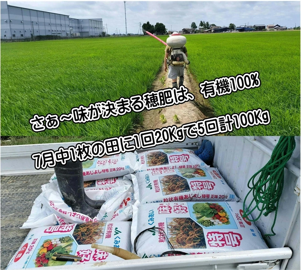 【【新米予約】令和8年新潟産ミルキークイン(2023年より残留農薬ゼロ継続中)
