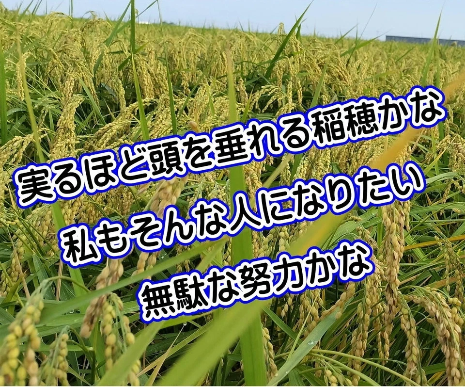【【新米予約】令和8年新潟産ミルキークイン(2023年より残留農薬ゼロ継続中)