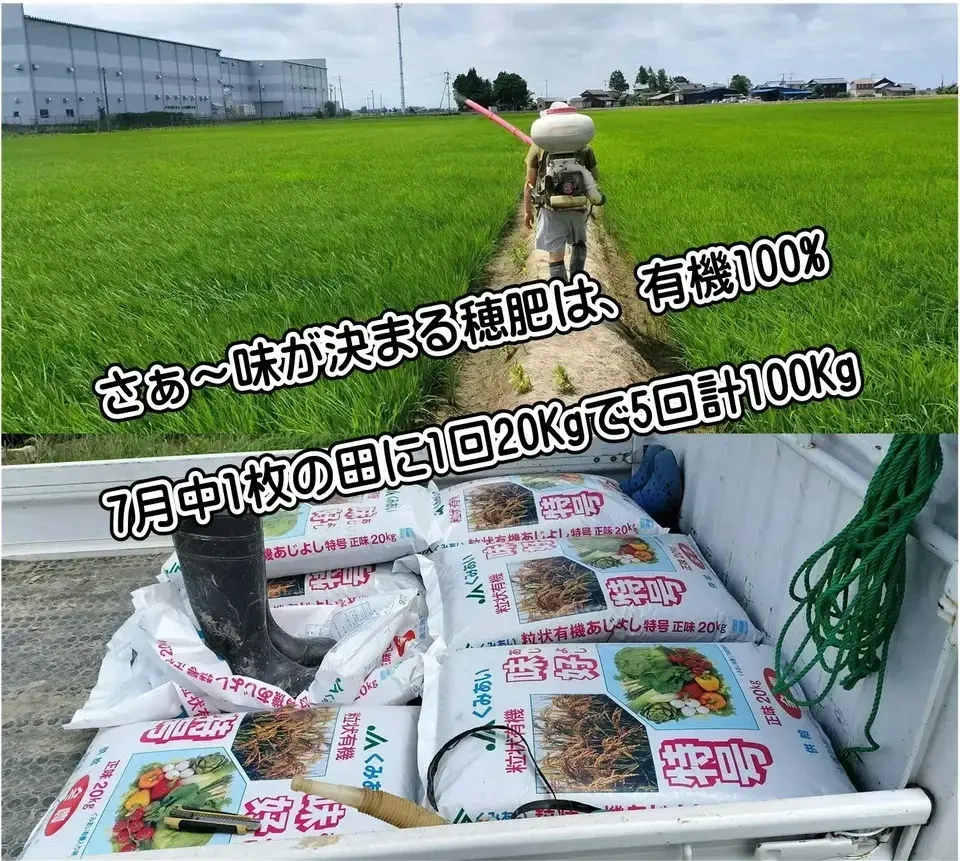【定期発送】令和８年新潟産コシ伊助(2015年より残留農薬ゼロ継続中)