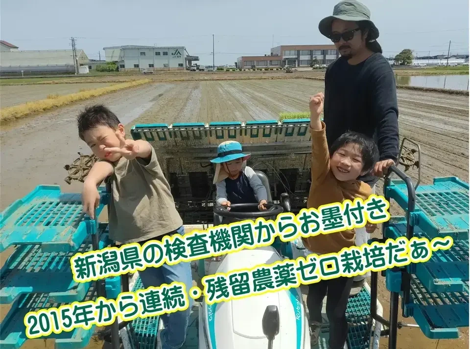【定期発送】令和８年新潟産コシ伊助(2015年より残留農薬ゼロ継続中)