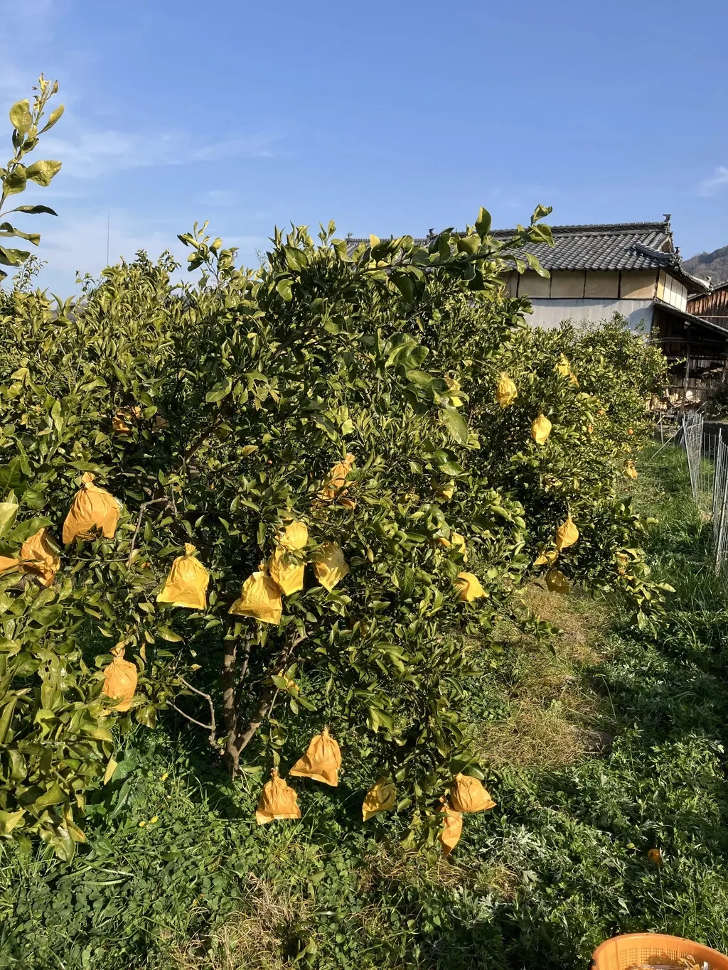 農薬・化学肥料不使用＜愛媛県産有機JAS認証の不知火＞ 手作り有機肥料