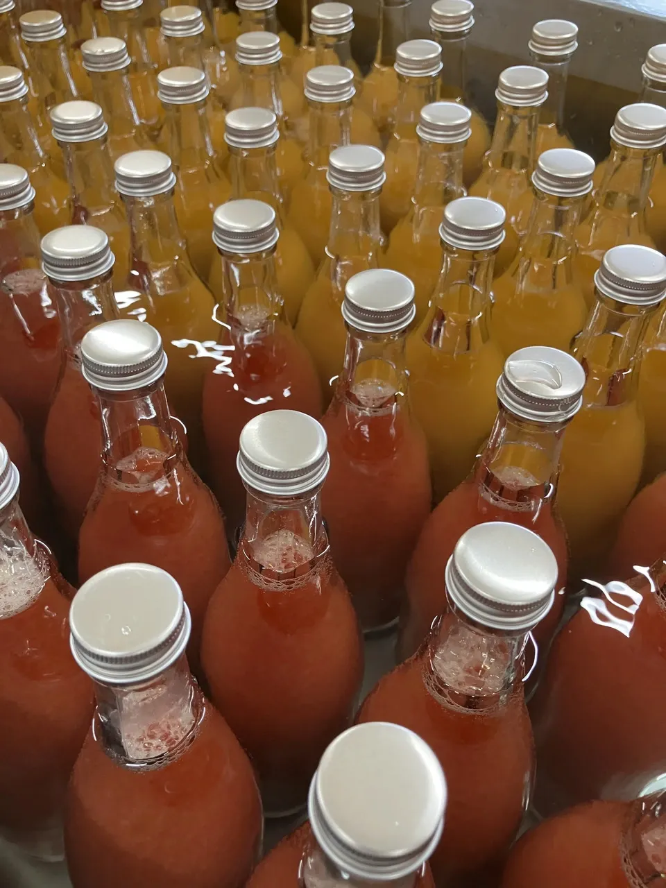 【お中元にも】愛媛県産オーガニック柑橘100%使用ストレートジュース 500ml 2本セット