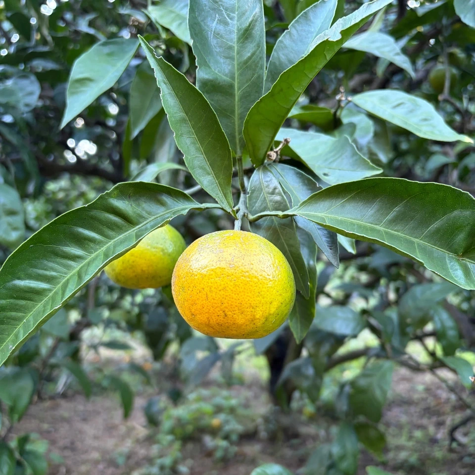 <極早生温州みかん>甘酸っぱさが、秋のはじまり。農薬・除草剤・化学肥料不使用
