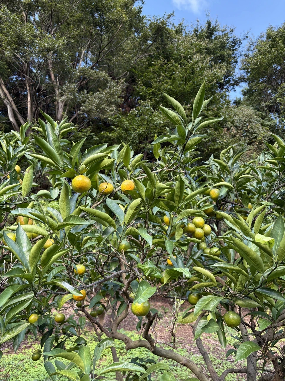 <極早生温州みかん>甘酸っぱさが、秋のはじまり。農薬・除草剤・化学肥料不使用