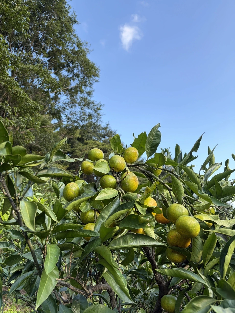 <極早生温州みかん>甘酸っぱさが、秋のはじまり。農薬・除草剤・化学肥料不使用
