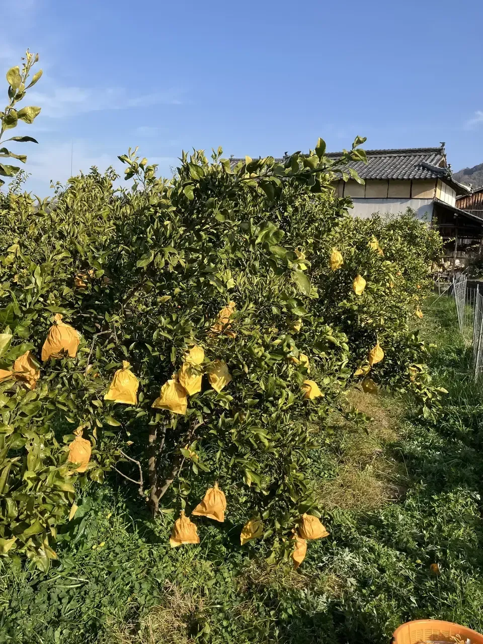農薬・化学肥料不使用＜愛媛県産有機JAS認証の不知火＞ 手作り有機肥料