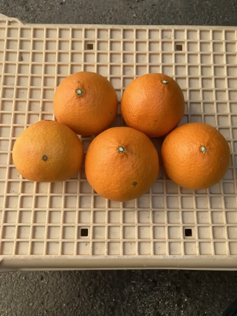 愛媛県オリジナル品種】農薬・化学肥料不使用のプリンセス＜有機JAS