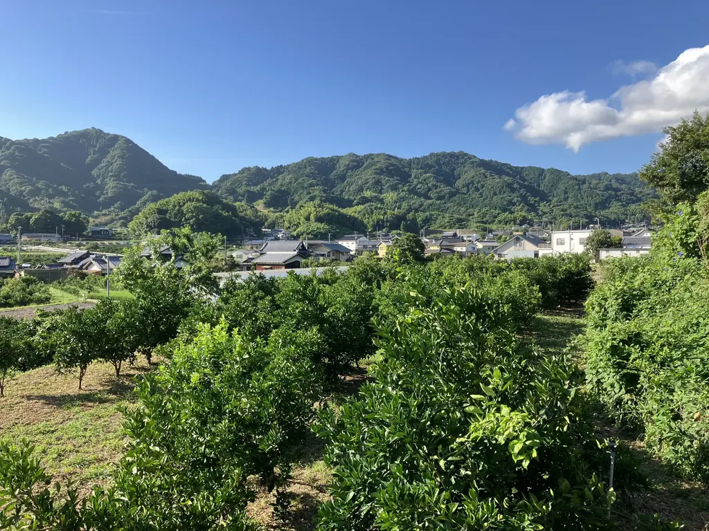 愛媛県オリジナル品種】農薬・化学肥料不使用のプリンセス＜有機JAS