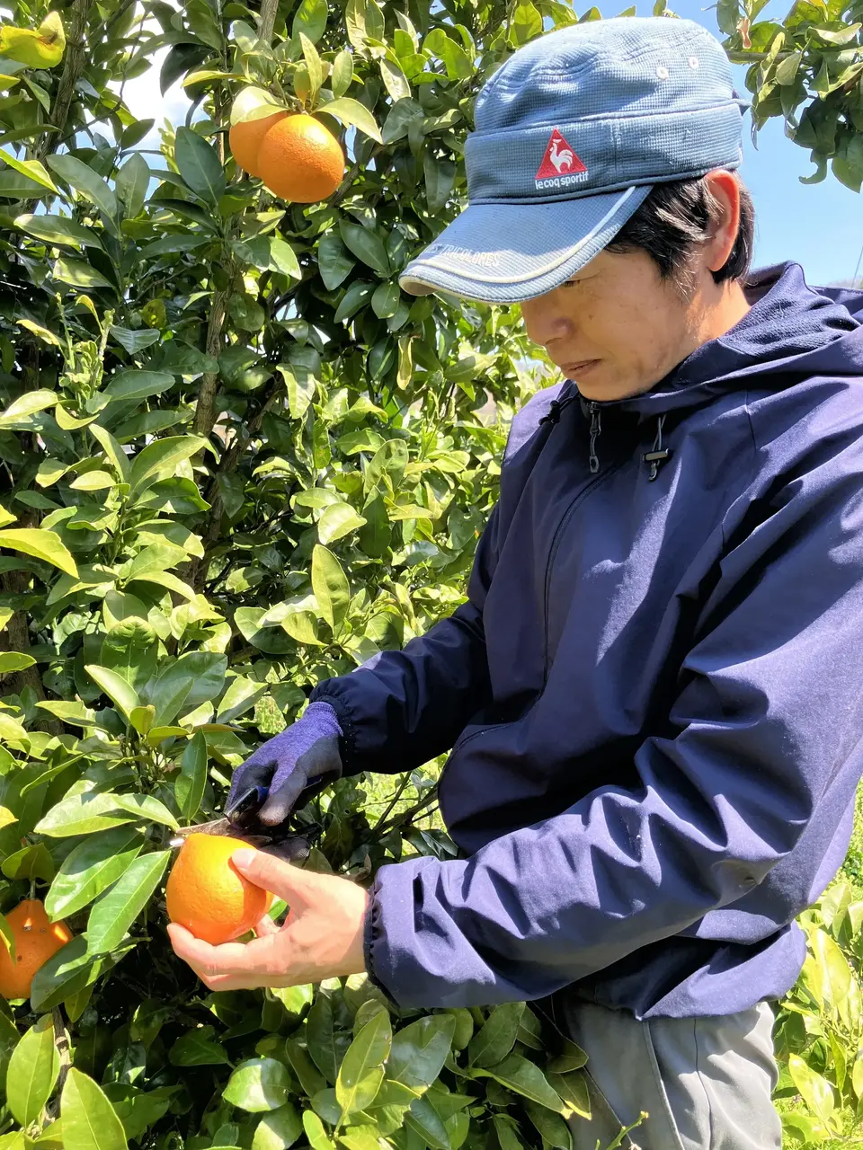 農薬・化学肥料不使用の愛媛県産レモン＜有機JAS認証＞ フレッシュな