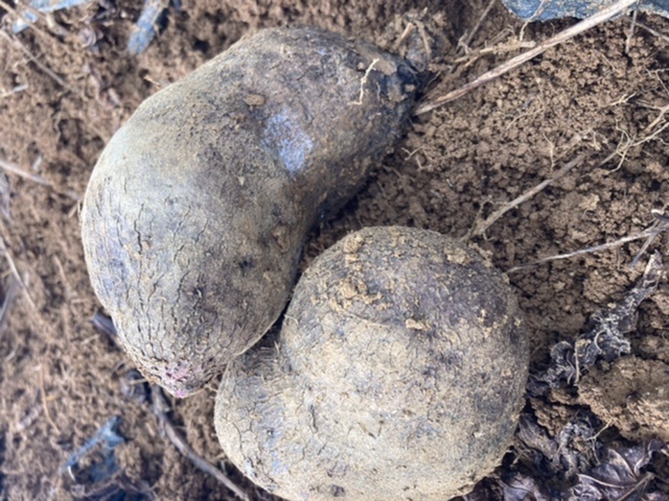 与論在来種!食物繊維たっぷり山芋‼︎オーガニックエコフェスタ優秀賞受賞‼︎ 有機JAS認定アカヤマン
