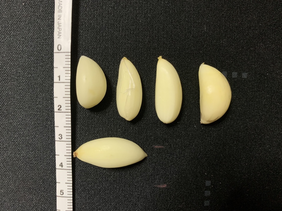 与論のミネラルたっぷり！星砂にんにく《小粒鱗片フリーサイズ》